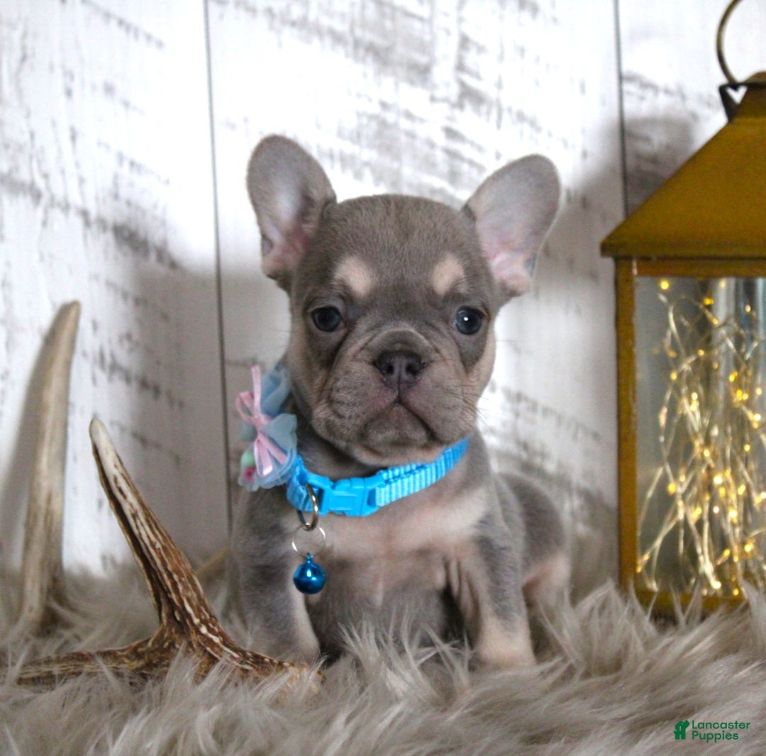 French Bulldog dogs for sale: Stitch - Ad 6