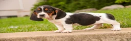 Basset Hound dogs for sale: Morgan - Ad 5