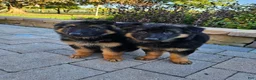 German Shepherd dogs for sale: Sarge - Ad 7