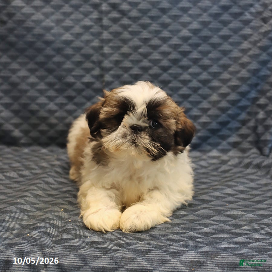Shih Tzu dogs Penny - Ad 2