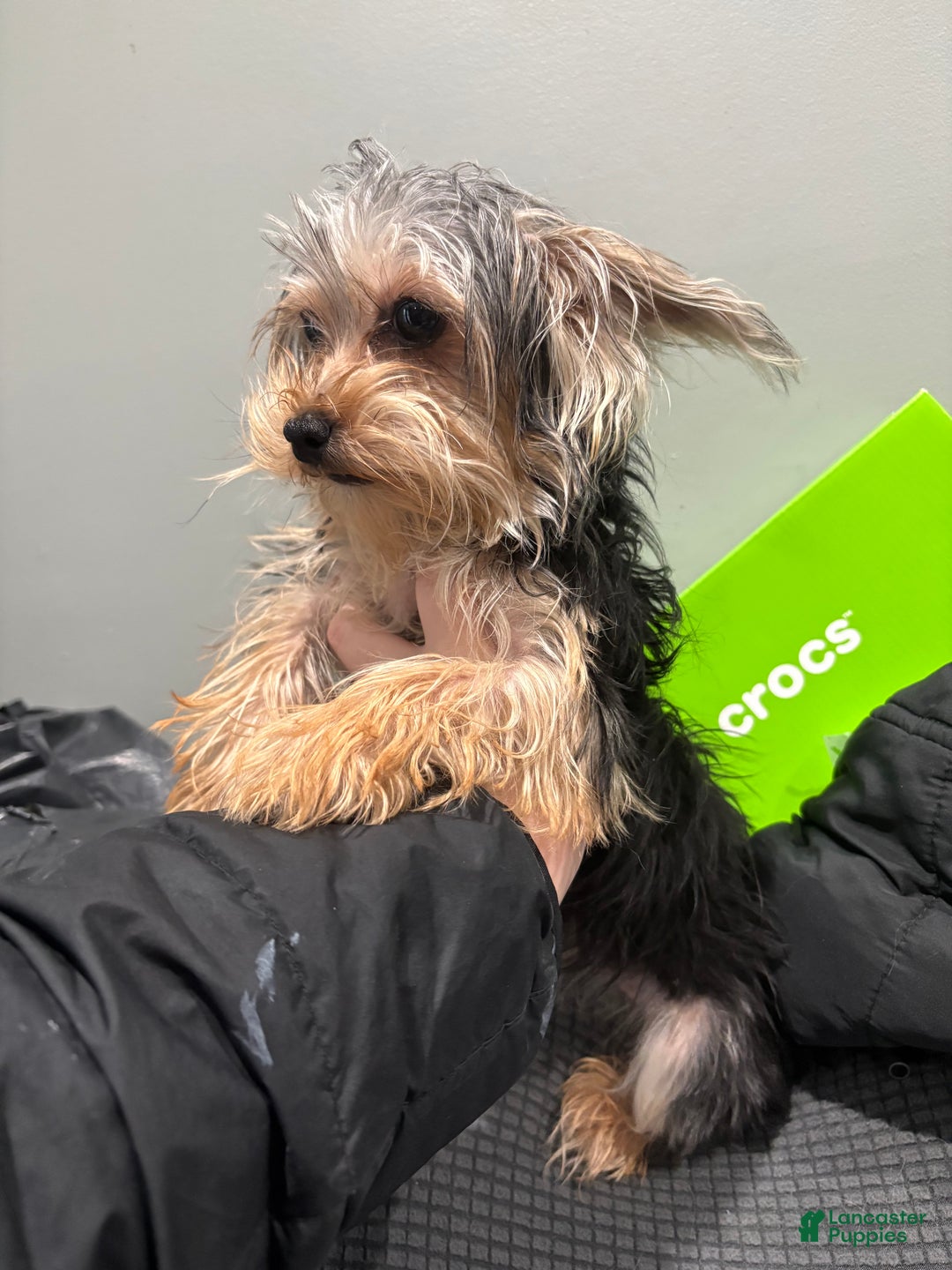 Morkie dogs for sale: Morkie Puppy 1 - Ad 2