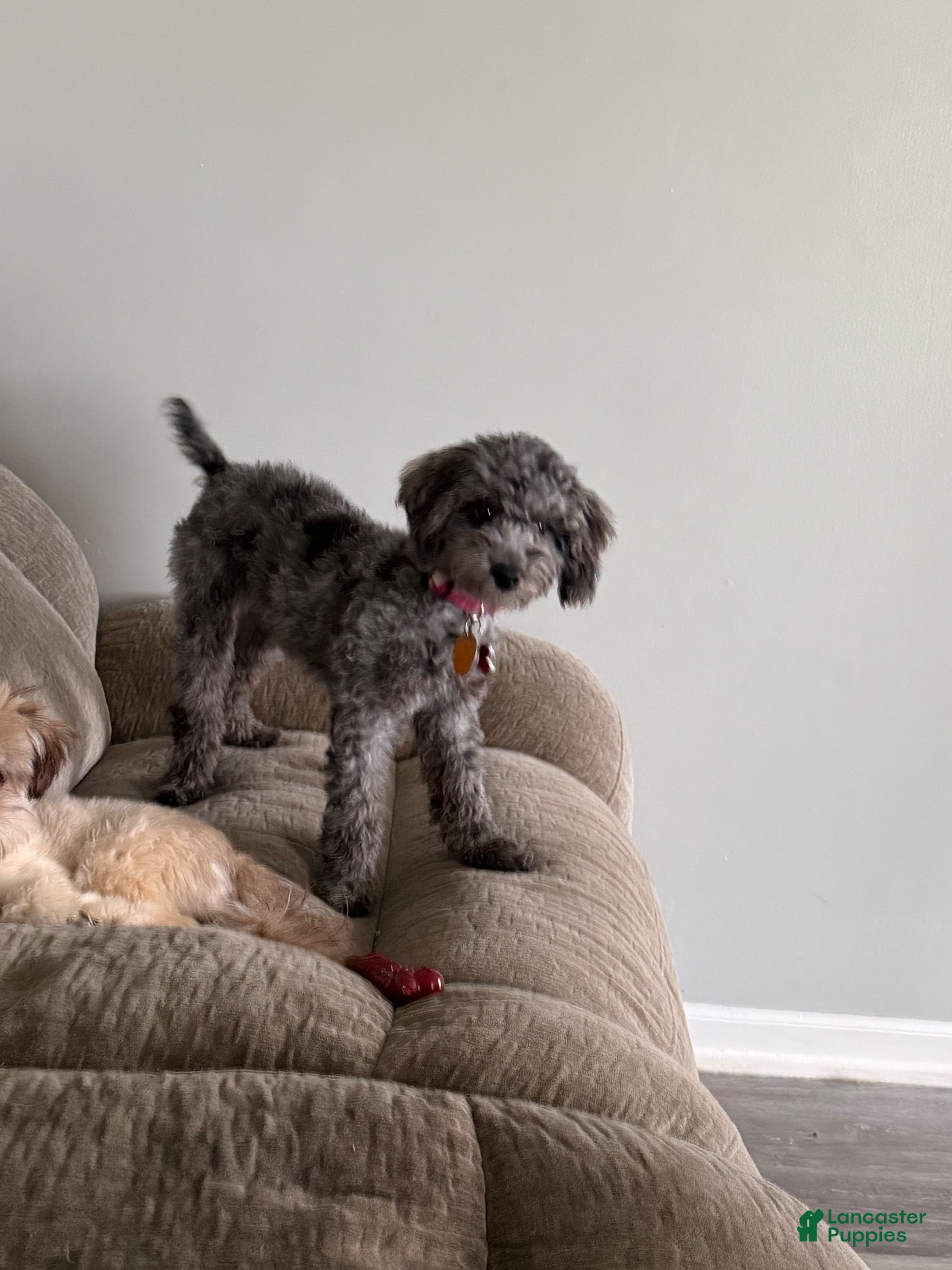 Miniature Poodle dogs Miniature Poodle 1 - Ad 2