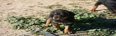 Rottweiler F1