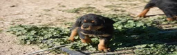 Rottweiler dogs for sale: Rottweiler F1 - Ad 1