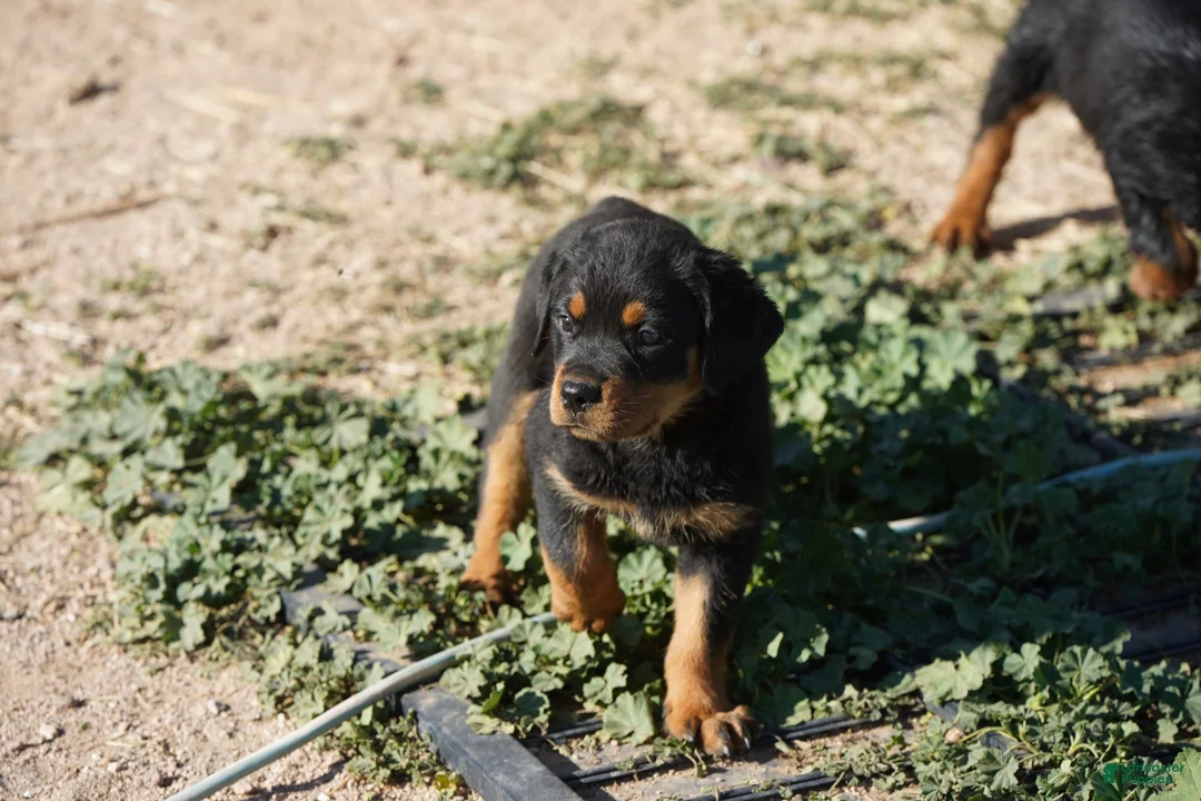 Rottweiler dogs for sale: Rottweiler F1 - Ad 1
