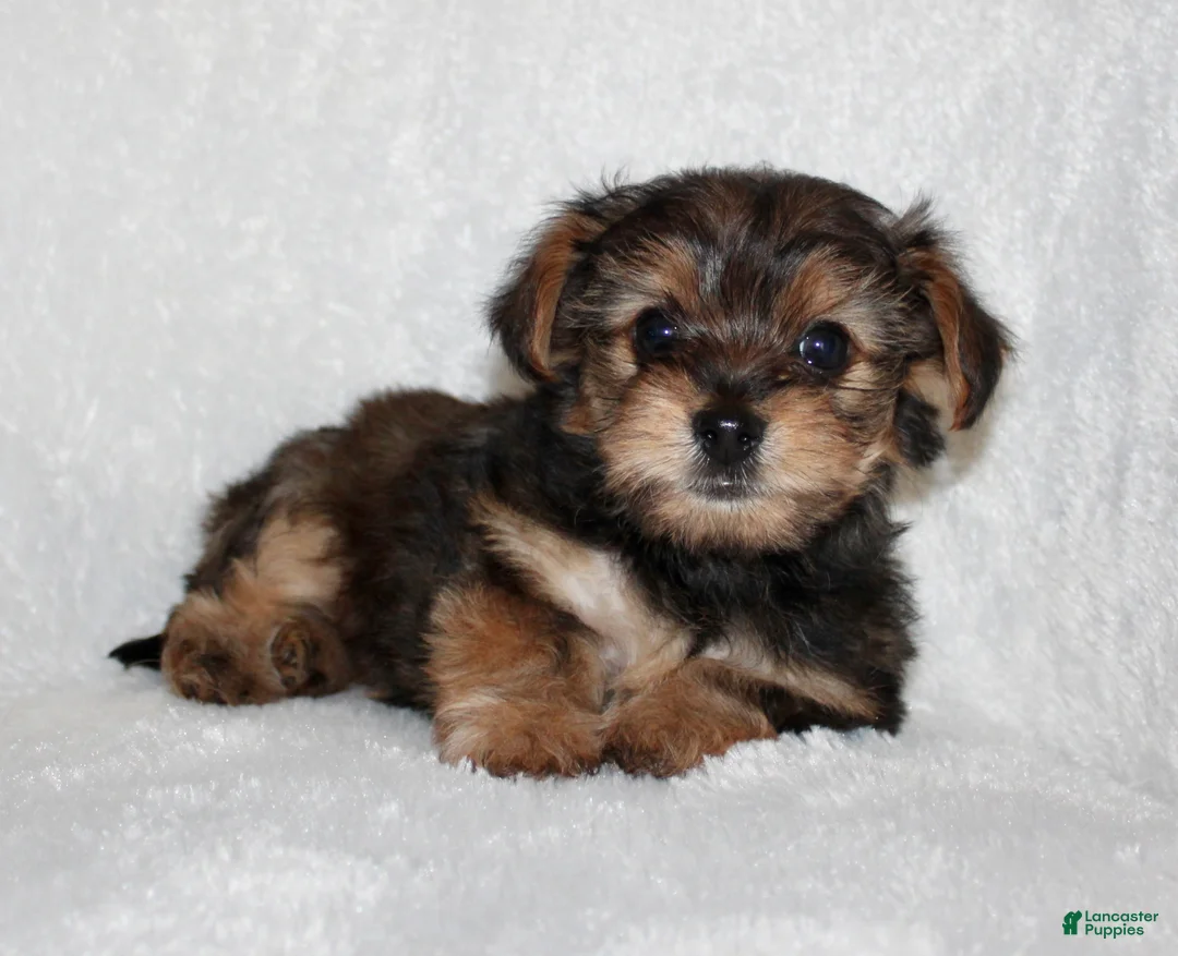Yorkiepoo dogs for sale: Kilo - Ad 5