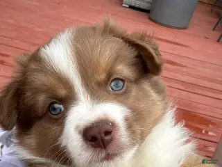 Miniature Australian Shepherd dogs Marcelina - Ad 11