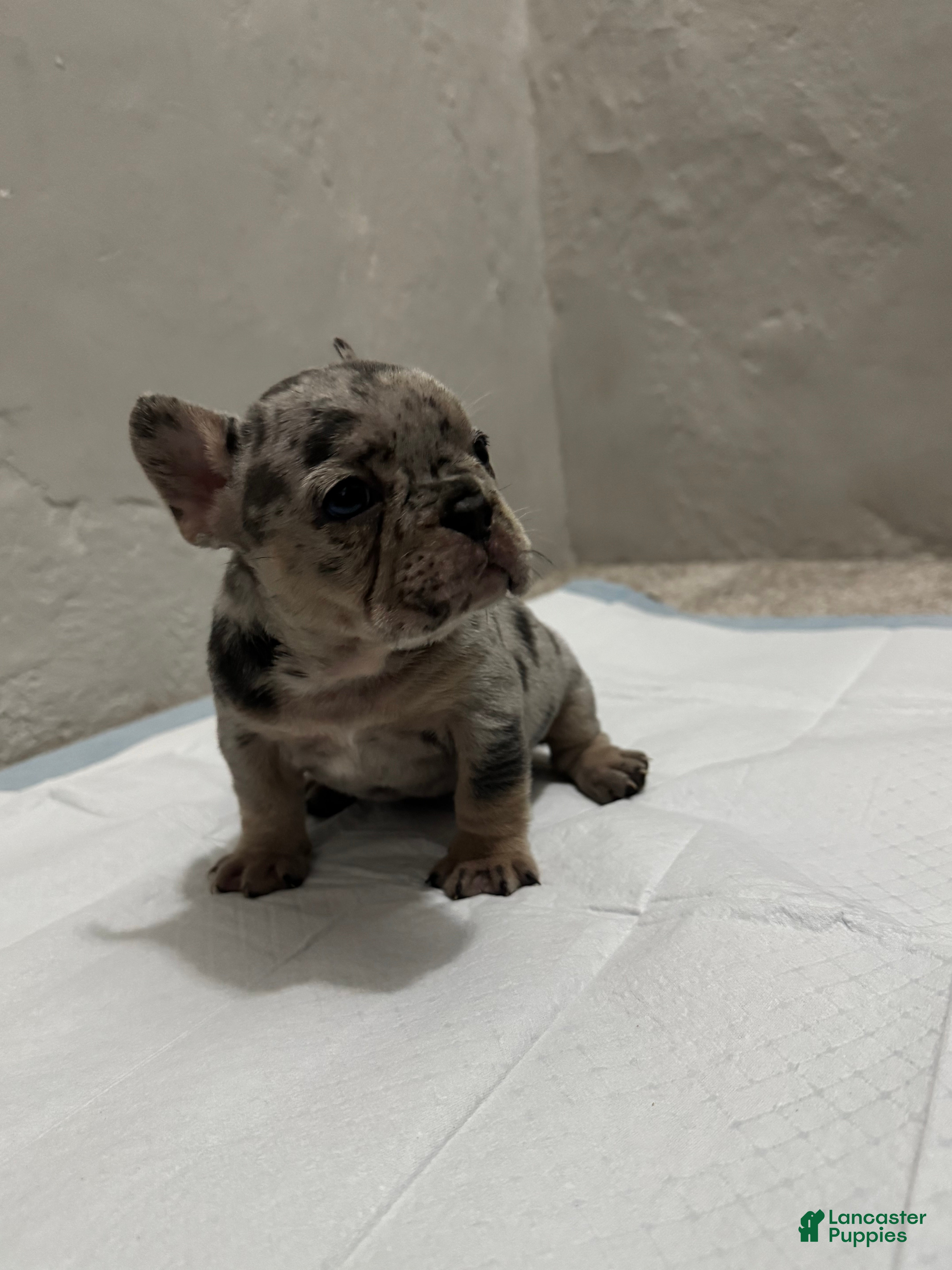 French Bulldog dogs French Bulldog Puppy 2 - Ad 1