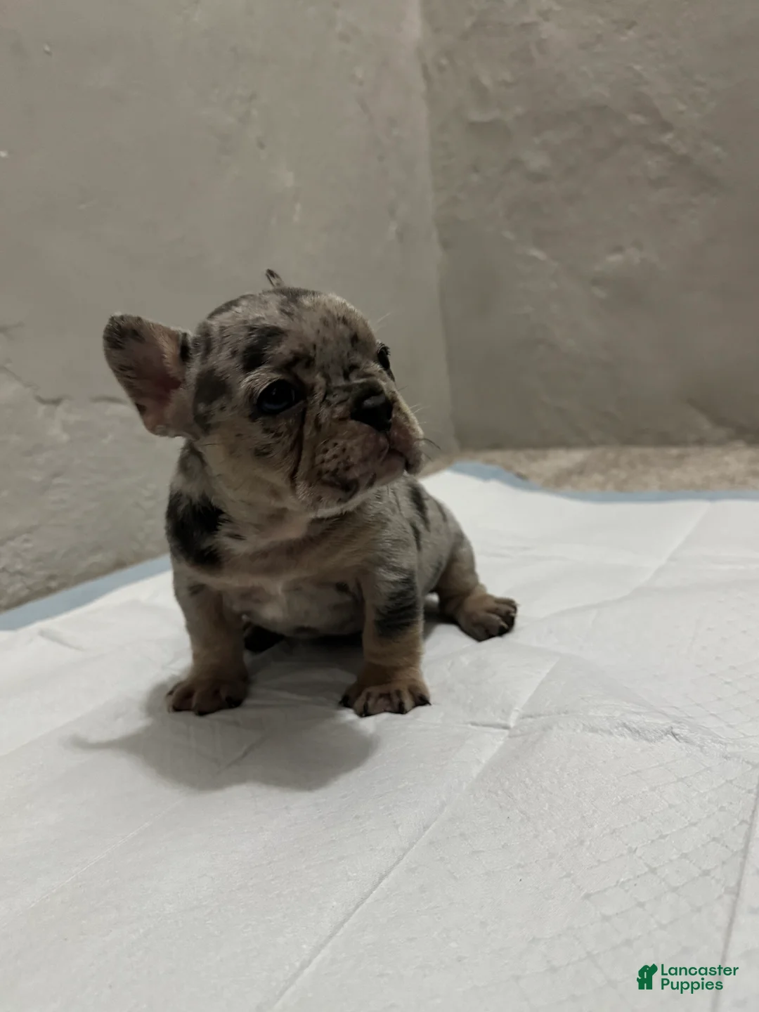 French Bulldog dogs for sale: French Bulldog Puppy 2 - Ad 1