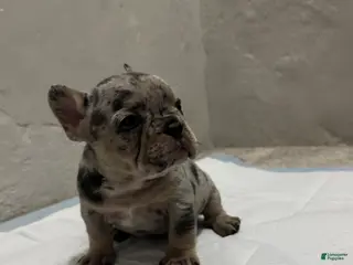 French Bulldog dogs for sale: French Bulldog Puppy 2 - Ad 1