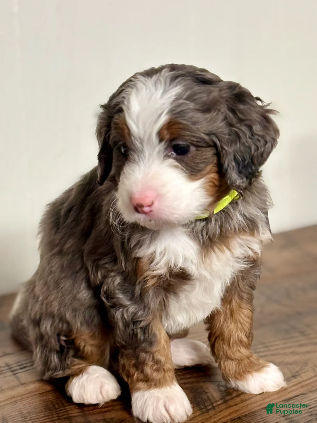 Mini Bernedoodle dogs for sale: Willow Mini Bernedoodle Puppy 4 - Ad 8