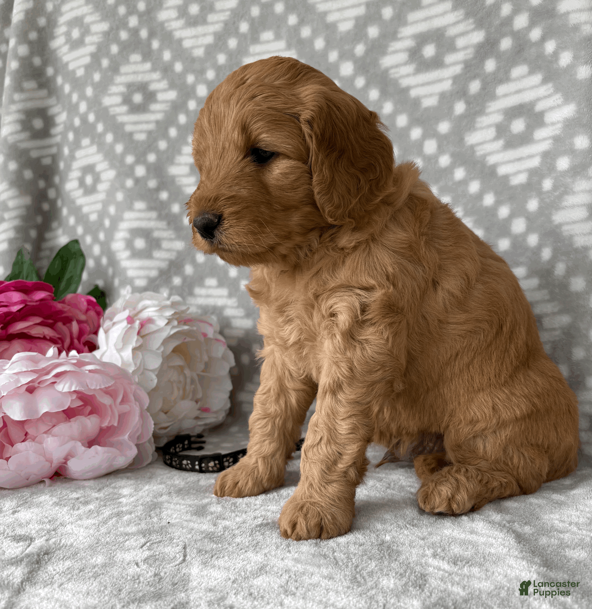 Goldendoodle dogs Aspen - Ad 2