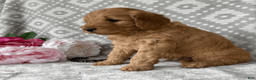 Goldendoodle dogs for sale: Aspen - Ad 2