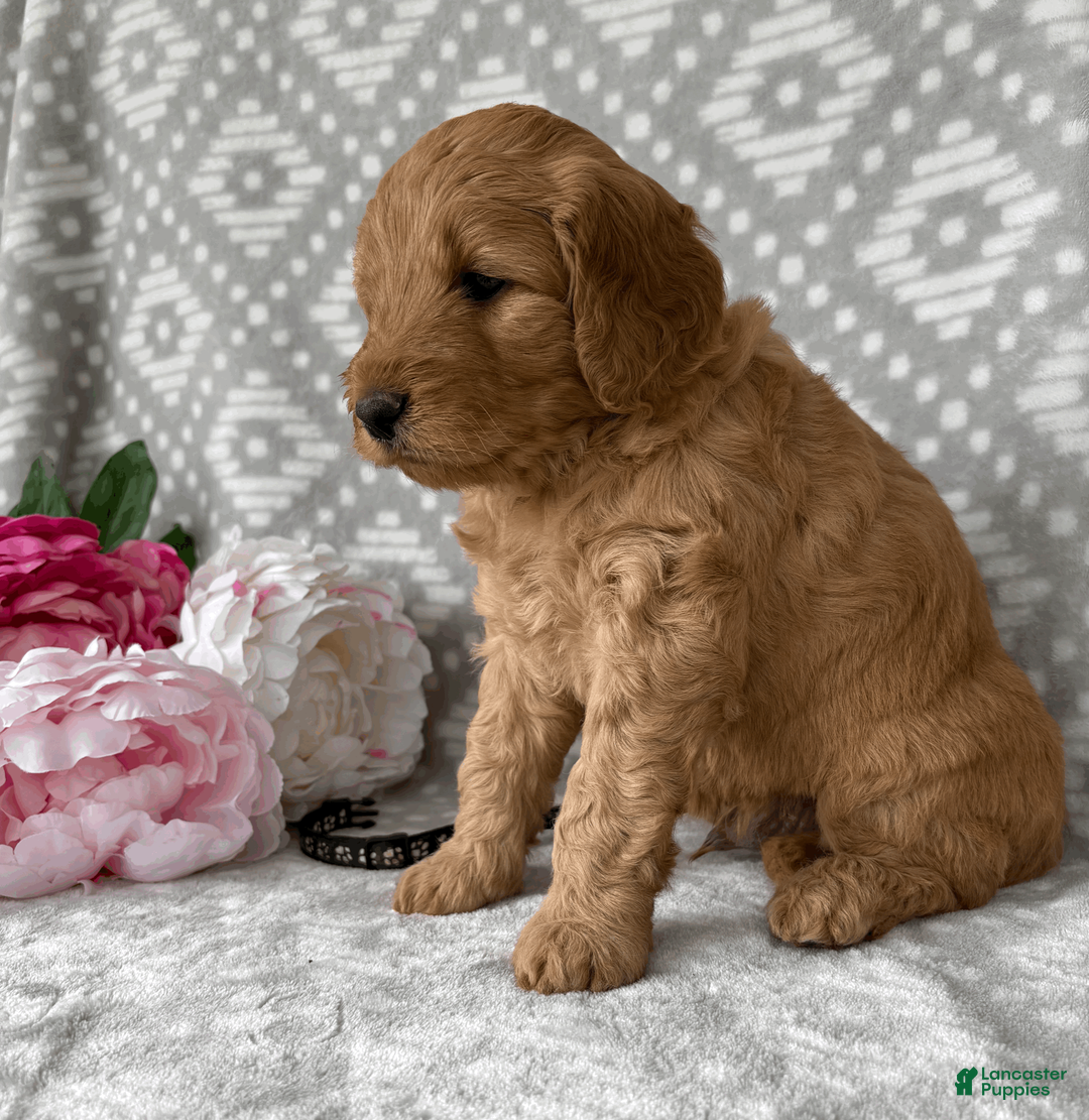 Goldendoodle dogs for sale: Aspen - Ad 2