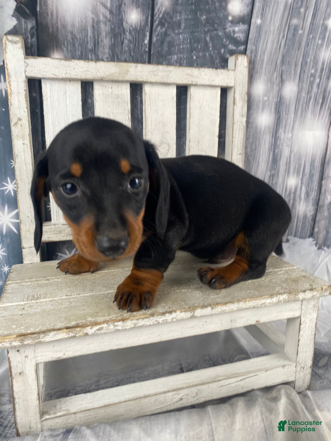Miniature Dachshund dogs for sale: Johnny - Ad 8