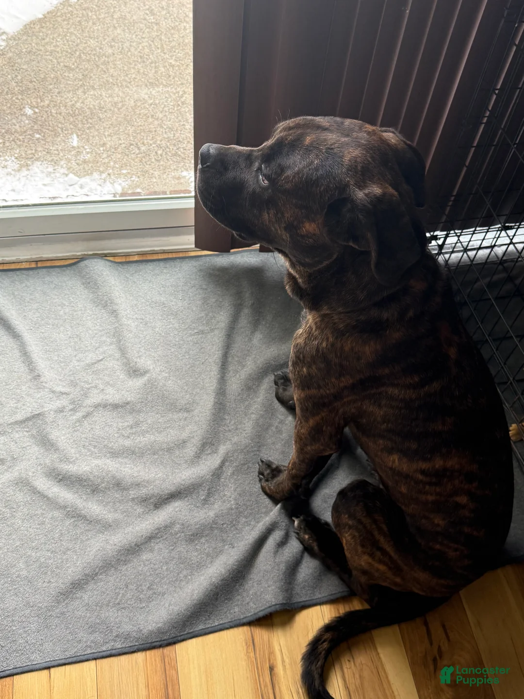 Mixed Breed dogs for sale: Mixed Breed Puppy 1 - Ad 7