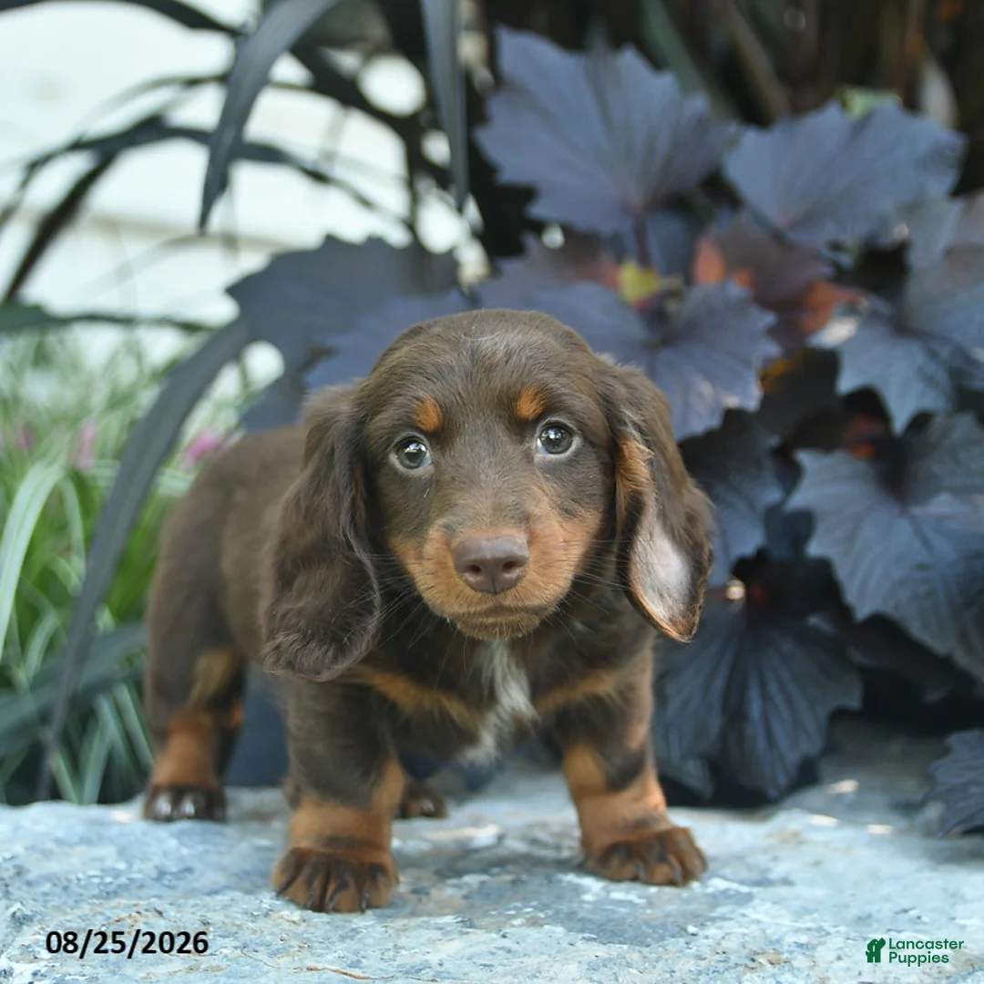 Miniature Dachshund dogs for sale: Buddy  - Ad 1