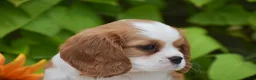 Cavalier King Charles Spaniel dogs for sale: Teddy - Ad 2
