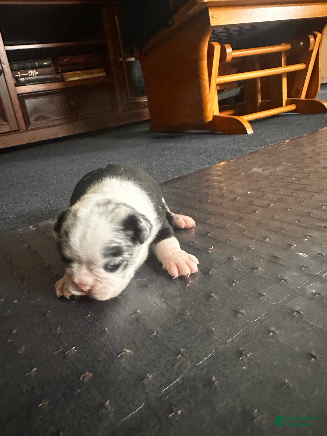 Mixed Breed dogs for sale: Honey - Ad 9