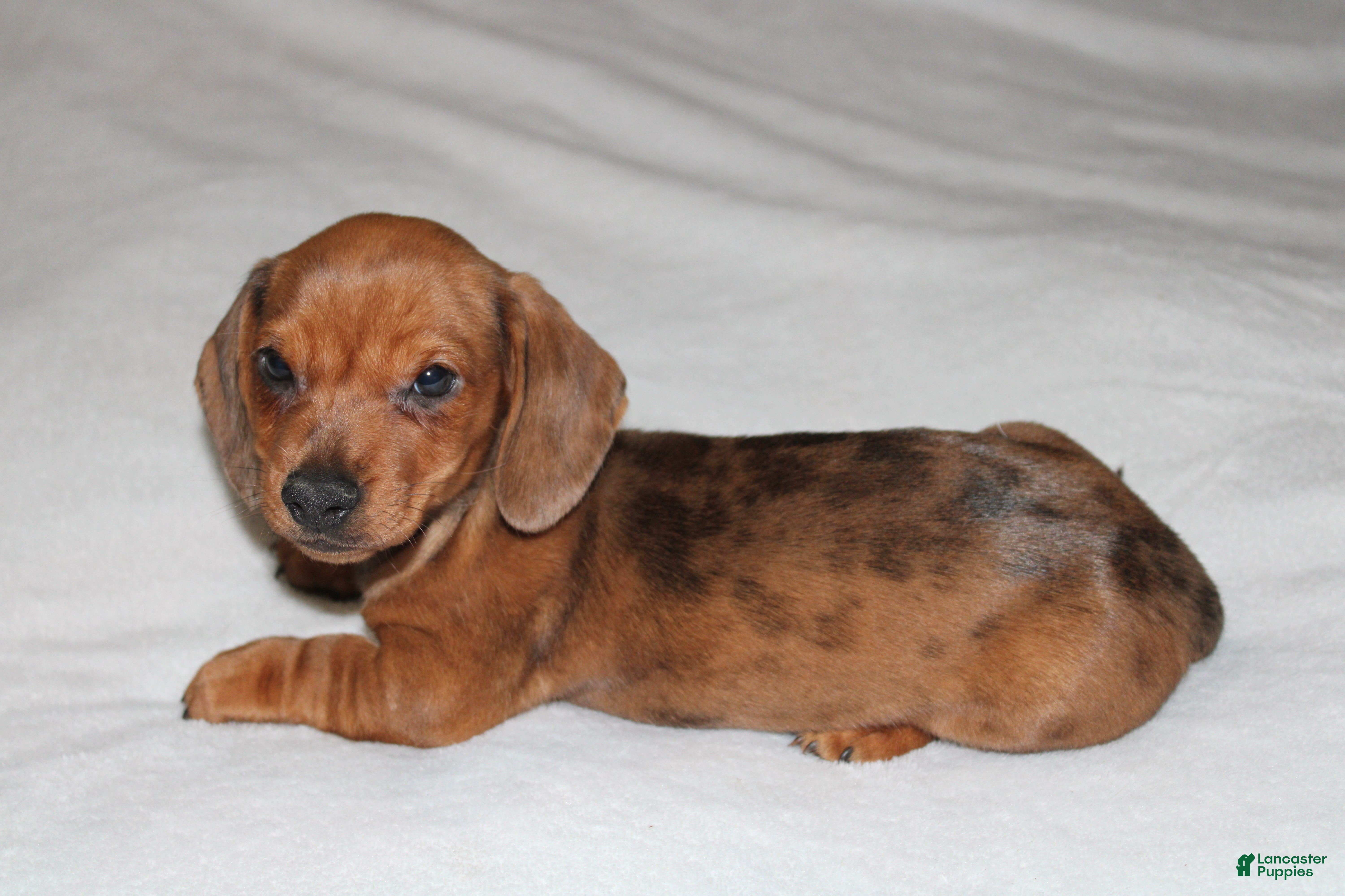 Miniature Dachshund dogs Snicker Mini  - Ad 23