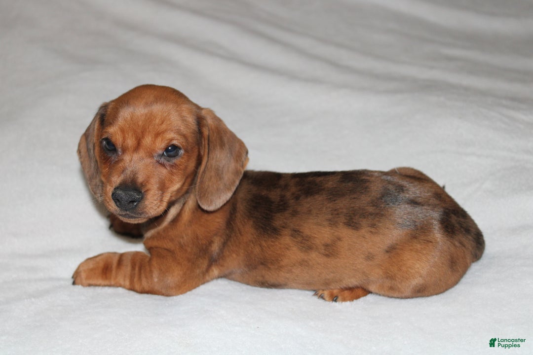 Miniature Dachshund dogs for sale: Snicker Mini  - Ad 1