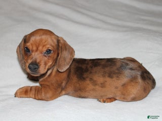 Miniature Dachshund dogs Snicker Mini - Ad 39