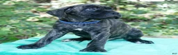 Cane Corso dogs for sale: Slash - Ad 2
