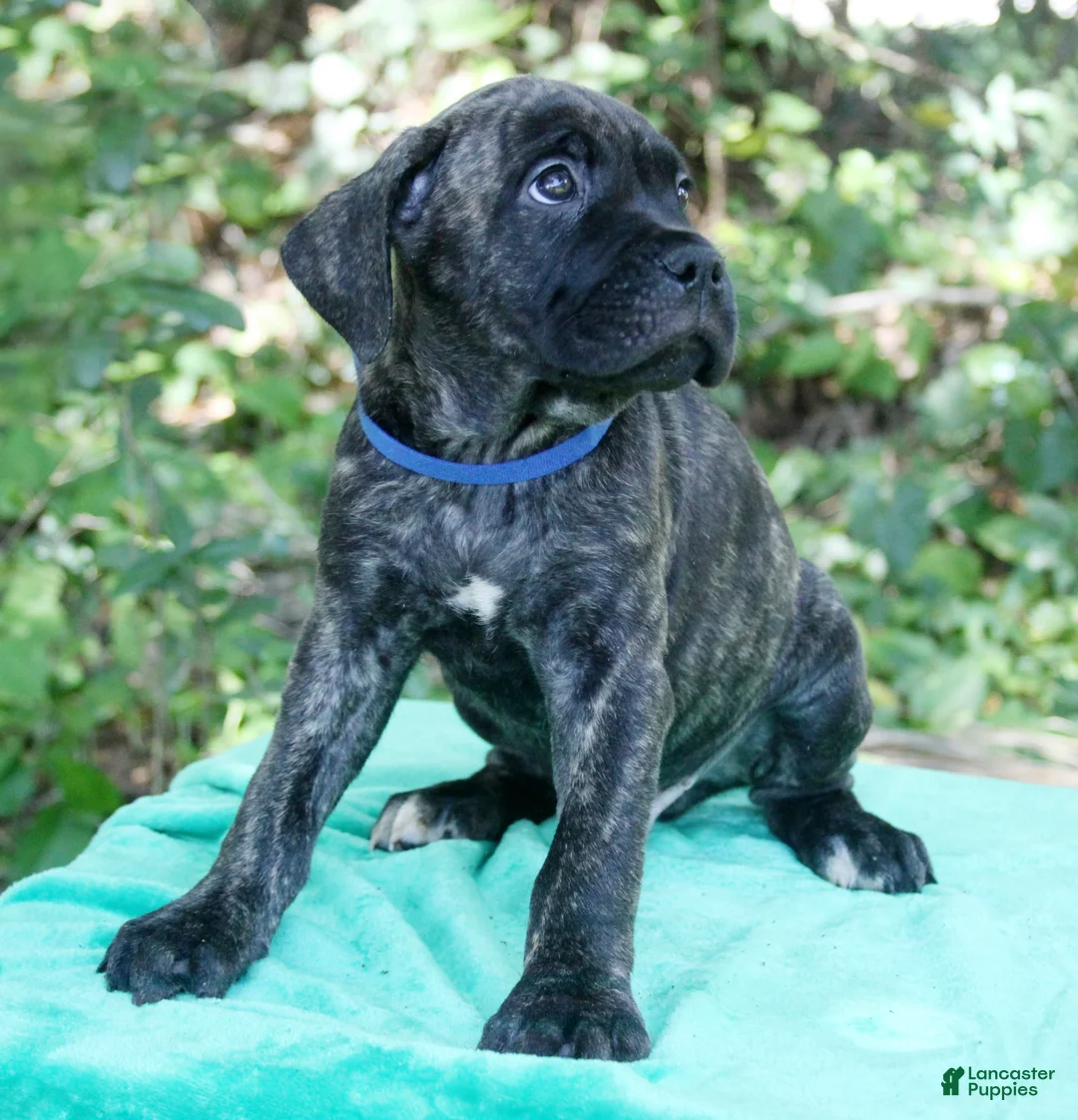 Cane Corso dogs for sale: Slash - Ad 2