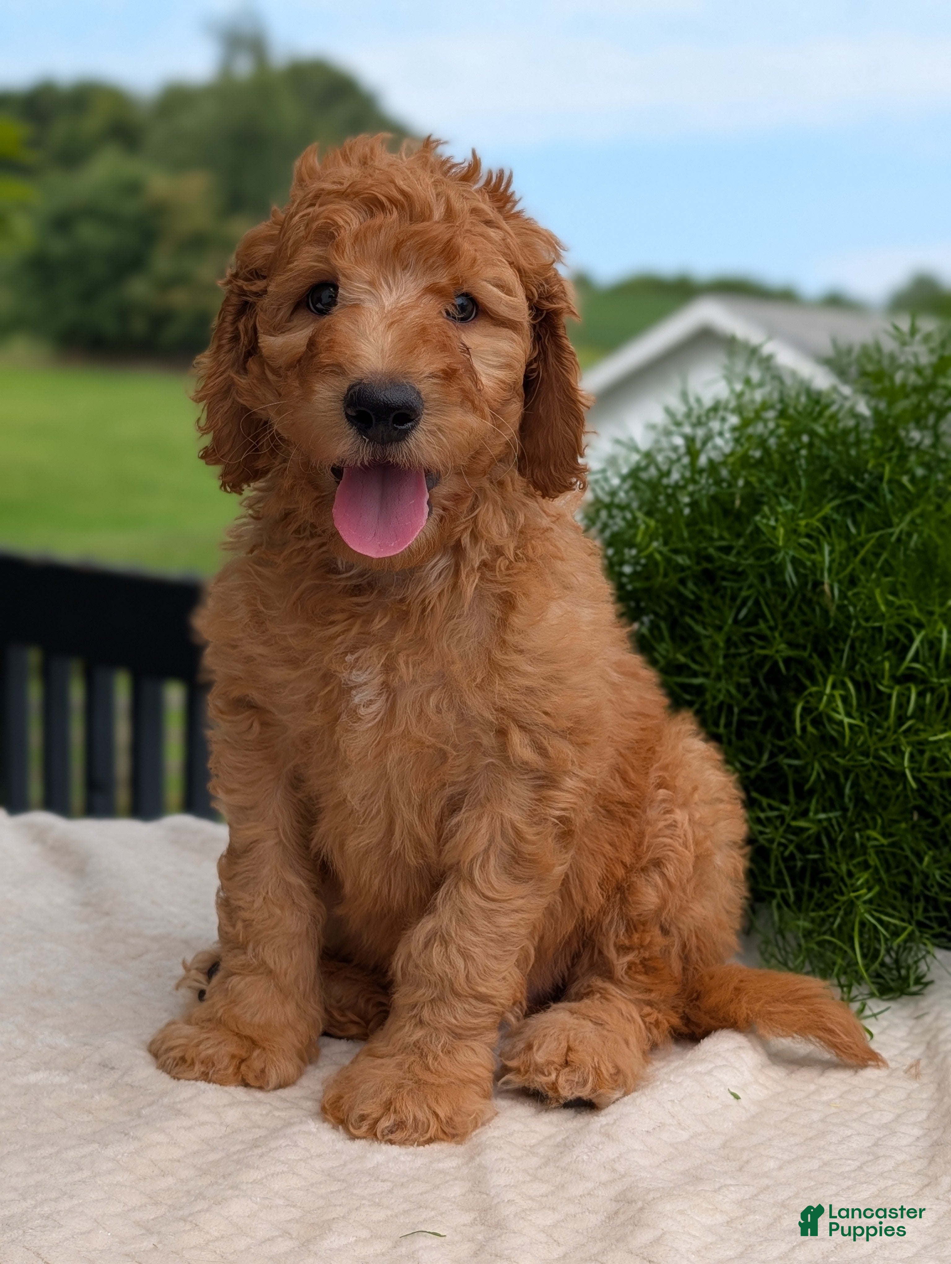Goldendoodle dogs Archie  - Ad 1