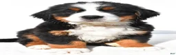 Bernese Mountain Dog dogs for sale: Bailey - Ad 9