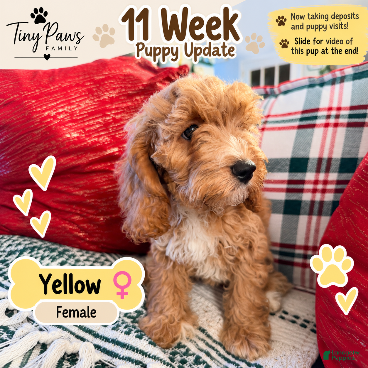 Cockapoo dogs for sale: Yellow Collar - Ad 40
