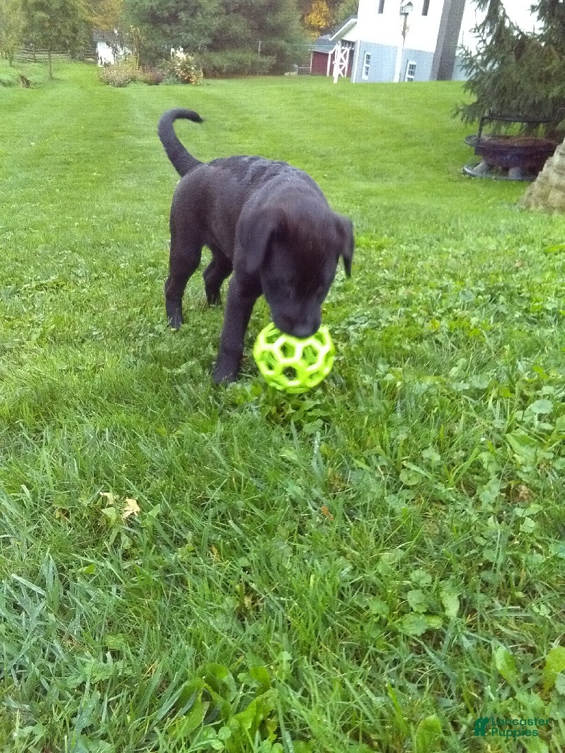 Labrador Retriever dogs Max - Ad 1