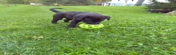 Labrador Retriever dogs for sale: Max - Ad 1