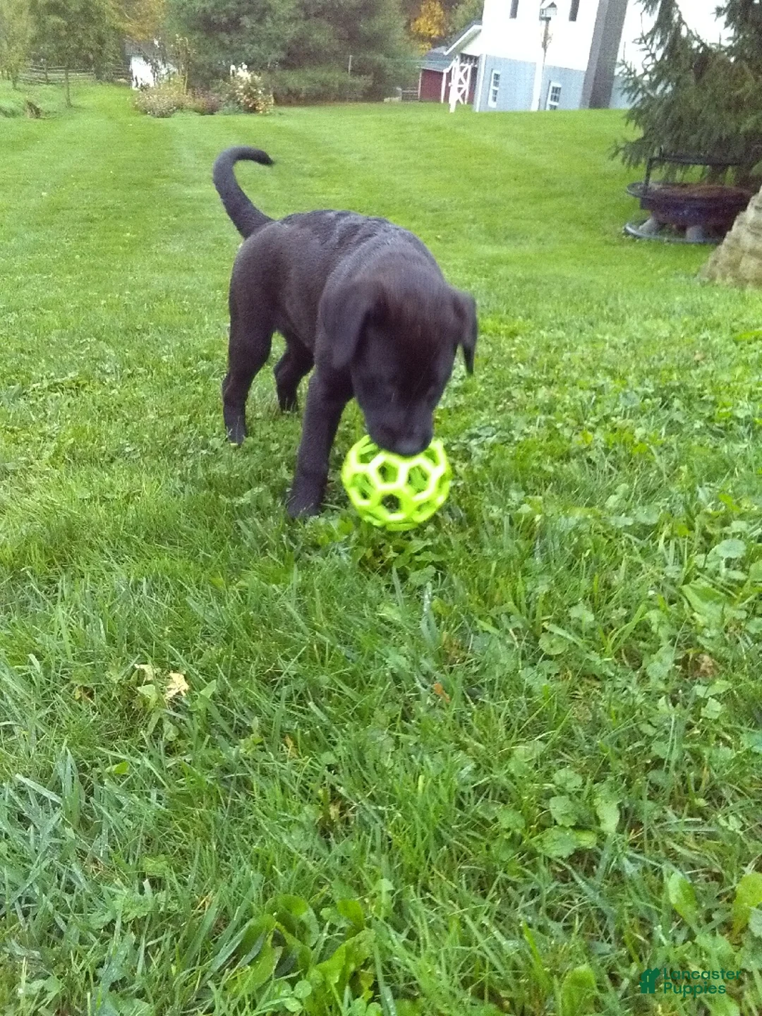 Labrador Retriever dogs for sale: Max - Ad 1