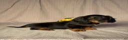 Dachshund dogs for sale: Benson - Ad 3