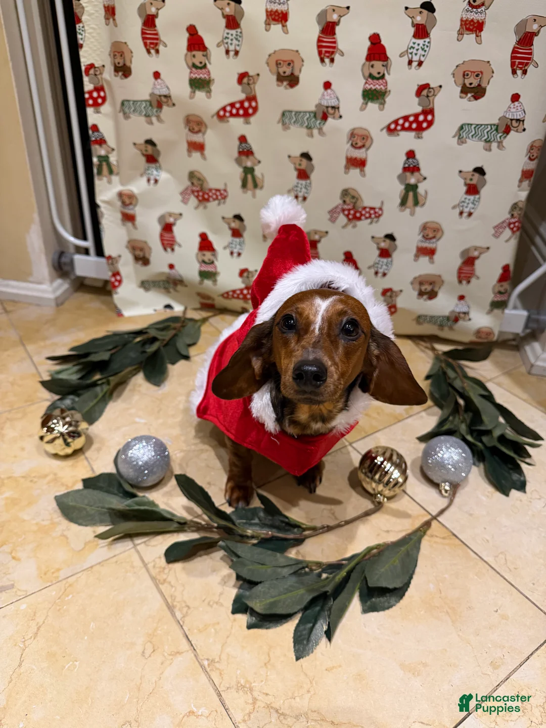 Miniature Dachshund dogs for sale: Nimbus - Ad 3