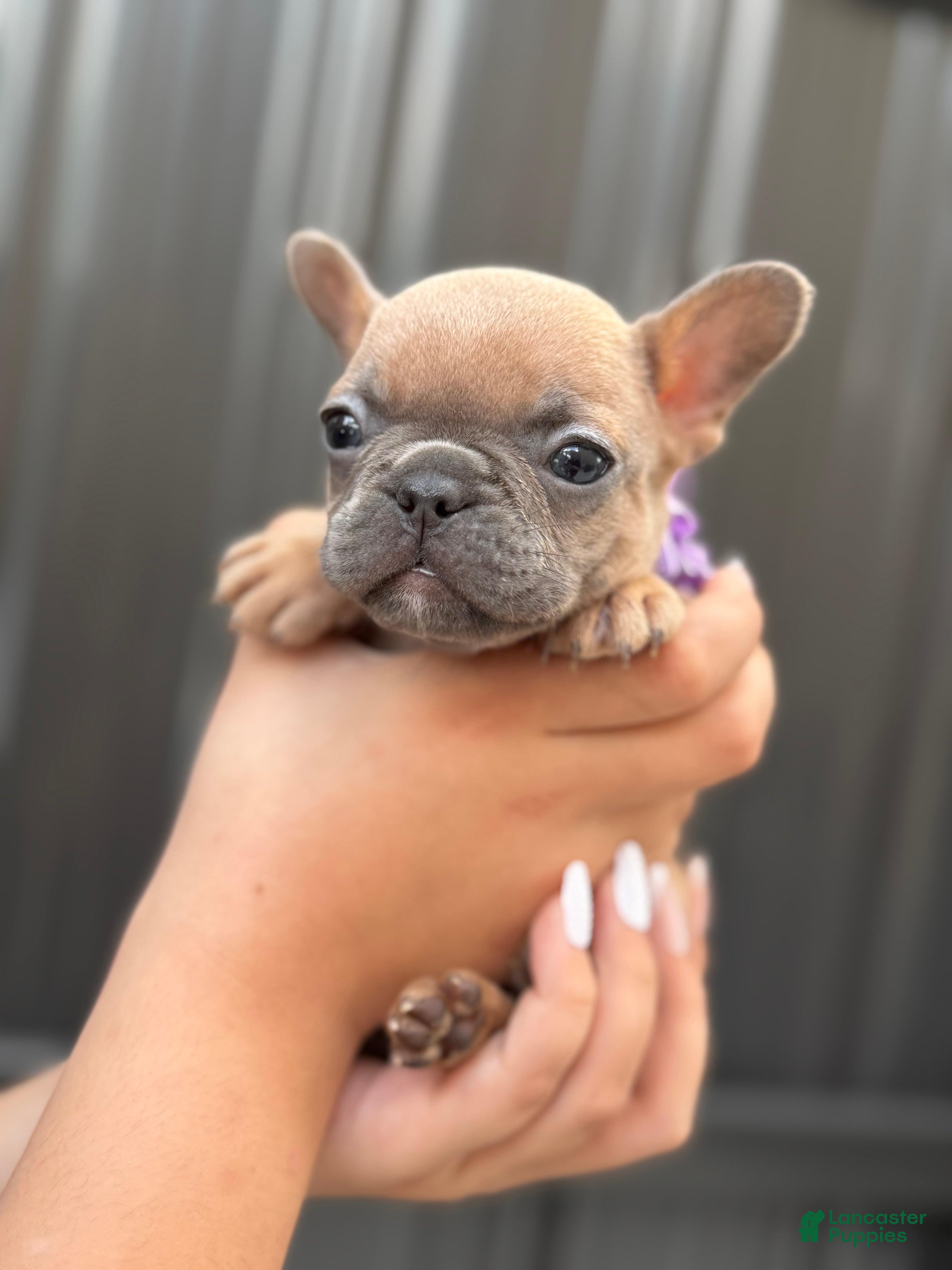 French Bulldog dogs Athena - Ad 2