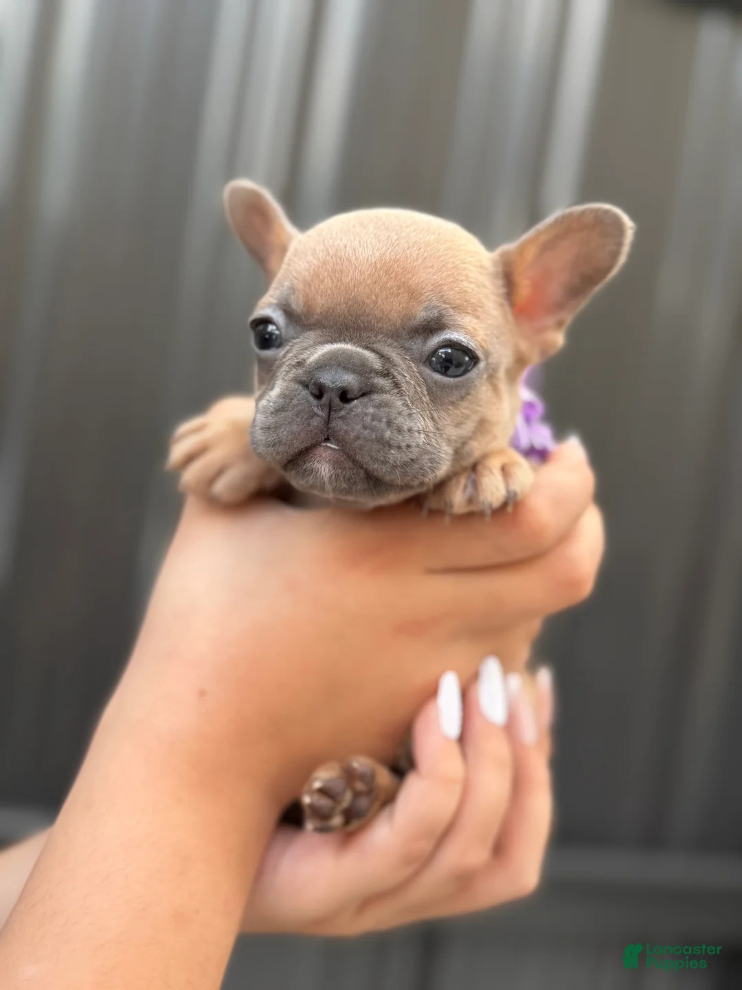 French Bulldog dogs for sale: Athena - Ad 2