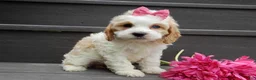 Cockapoo dogs for sale: Dolly - Ad 3
