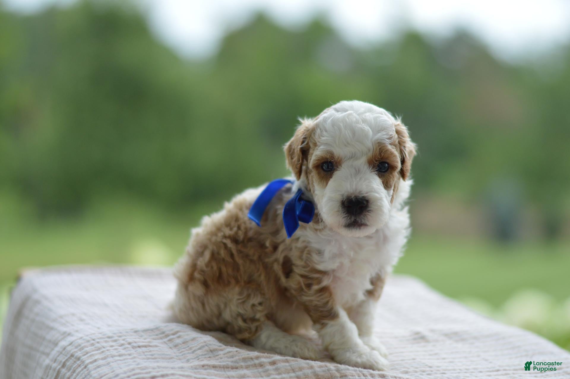 Mini Goldendoodle dogs April - Ad 1