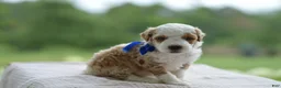Mini Goldendoodle dogs for sale: April - Ad 1