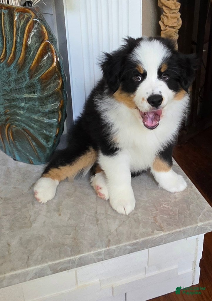 Miniature Australian Shepherd dogs for sale: Marley - Ad 18