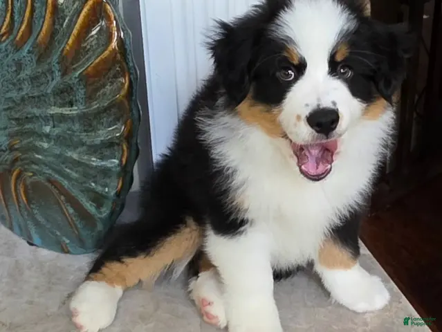 Miniature Australian Shepherd dogs for sale: Marley - Ad 18