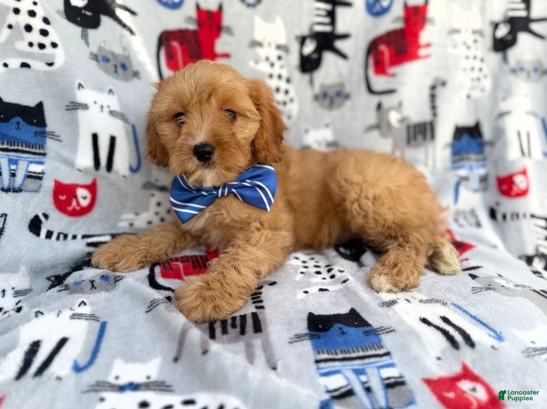 Cavapoo dogs Conner - Ad 9