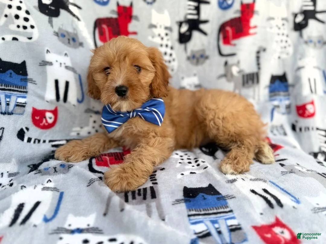 Cavapoo dogs for sale: Conner - Ad 1