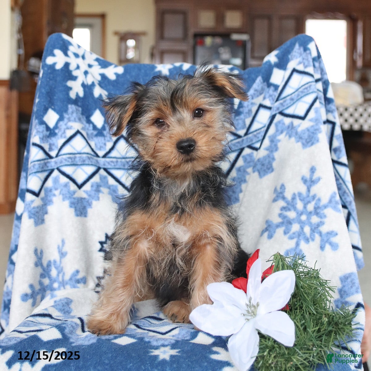 Yorkshire Terrier dogs Teddy - Ad 1