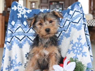 Yorkshire Terrier dogs Teddy - Ad 1