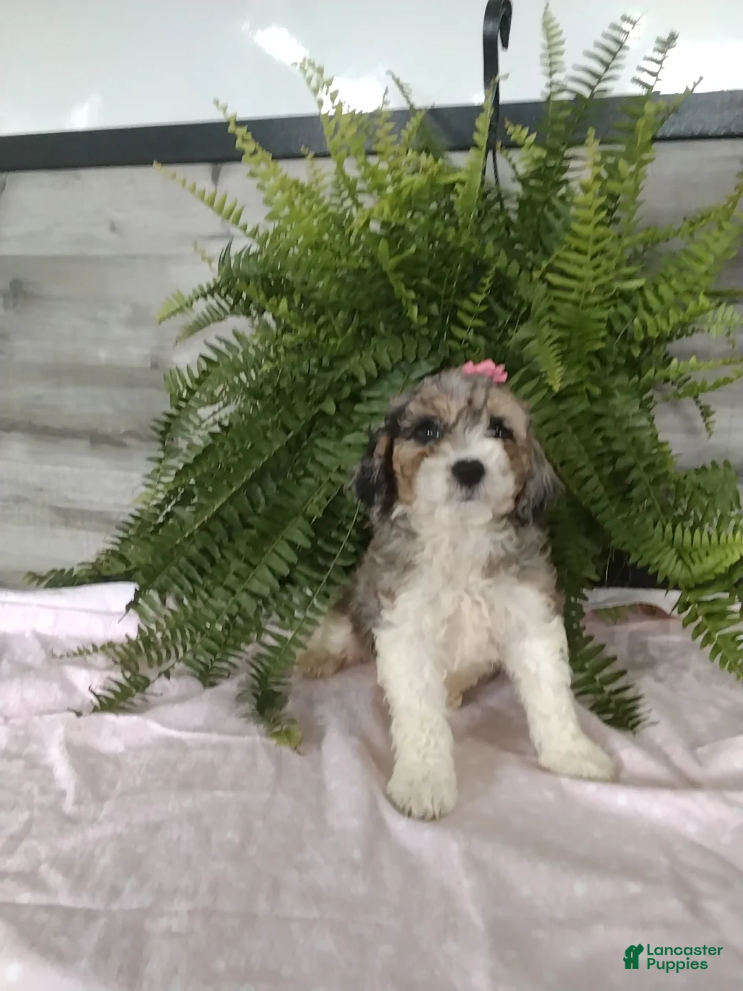 Cockapoo dogs for sale: Gabby - Ad 4