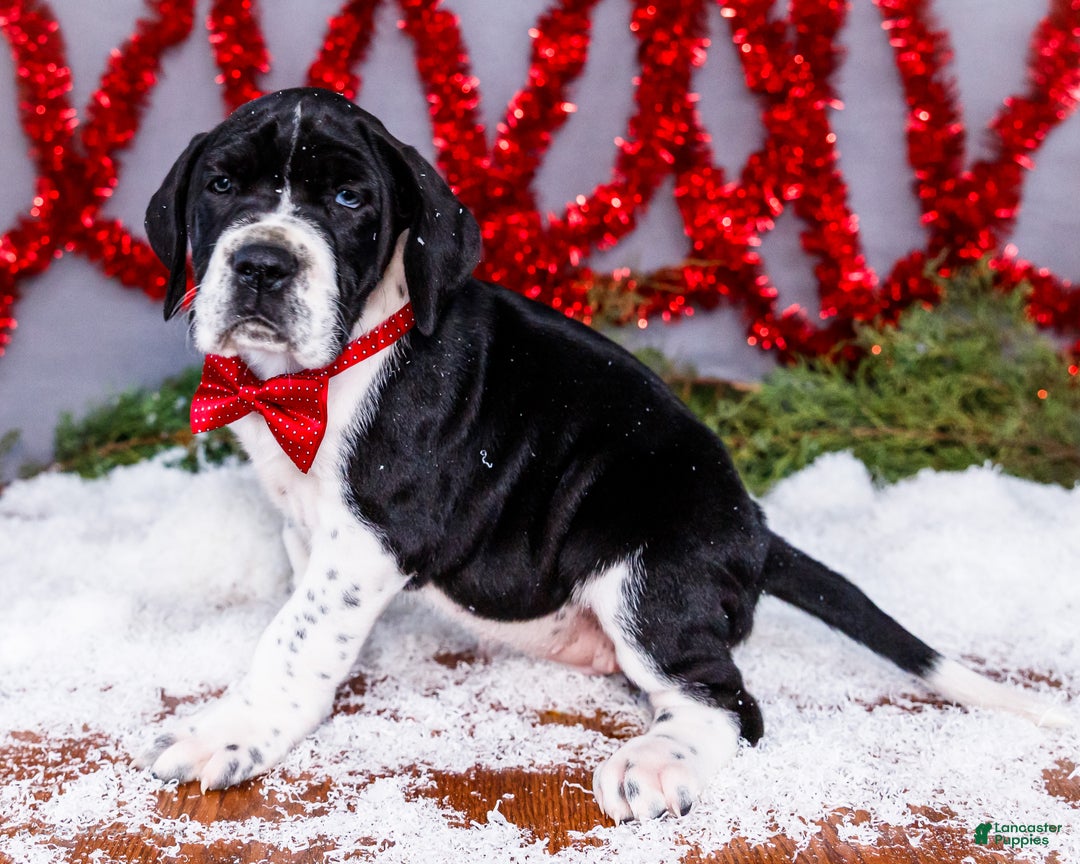 Great Dane dogs for sale: Cookie - Ad 6