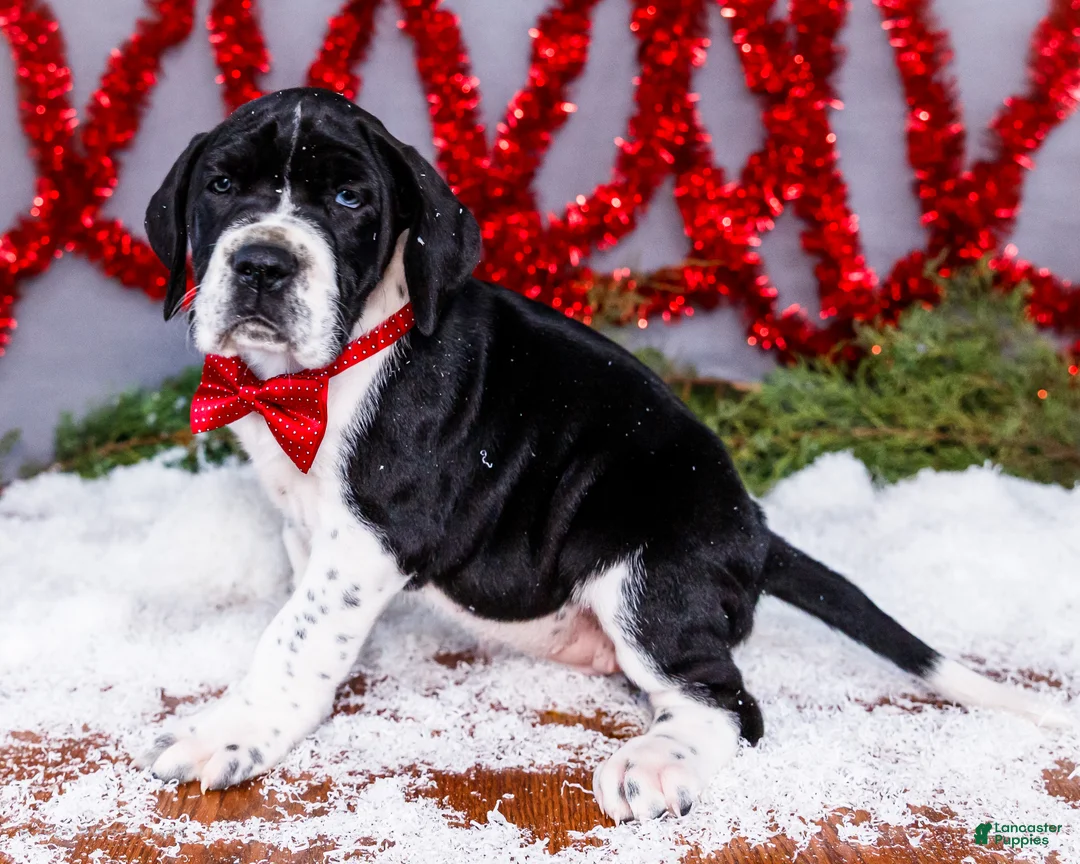 Great Dane dogs for sale: Cookie - Ad 17